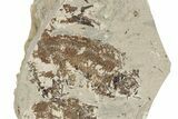 Fossil Fish (Knightia) Mortality Plate - Wyoming #257174-1